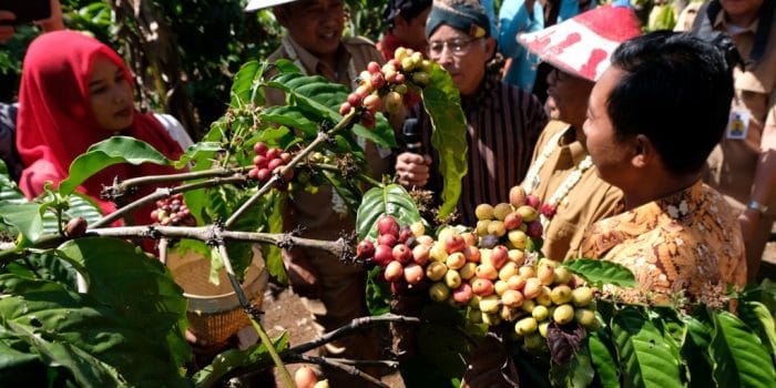 Peluang Industri Pengolahan Kopi masih Besar