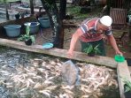 Ikan Lele Barbie Ternyata Hasil Riset Bertahun-tahun dan Telan Biaya Puluhan Juta
