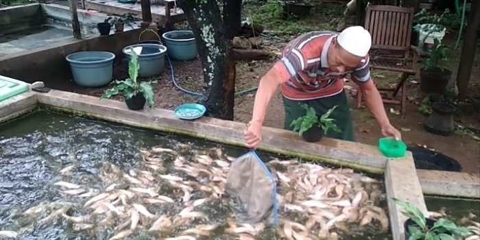 Ikan Lele Barbie Ternyata Hasil Riset Bertahun-tahun dan Telan Biaya Puluhan Juta