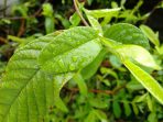 Daun Jambu Terbukti Ampuh Sehatkan Rambut