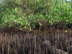 Sensasi Wisata Hutan Mangrove Kolak Sekancil di Cilacap