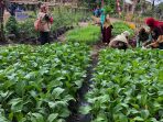 Kembangkan Pertanian Perkotaan dengan Kampung Markisa