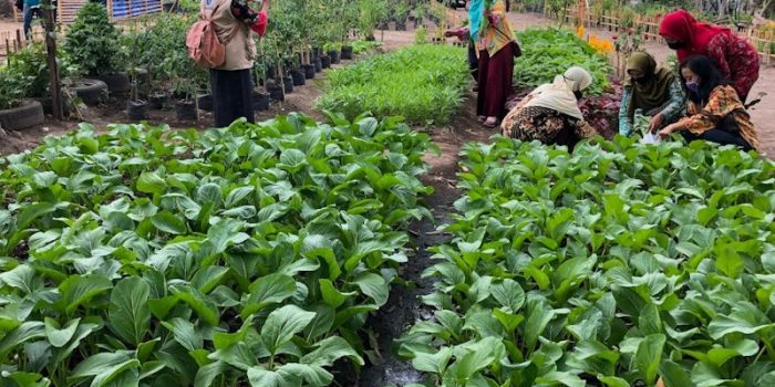 Kampung Markisa Blunyahrejo Yogyakarta