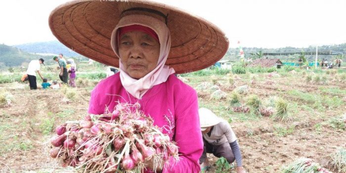 petani bawang merah