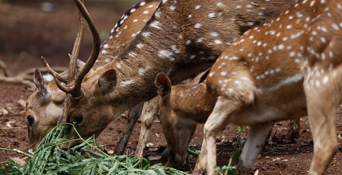 Dapat Donasi Pakan, Kondisi Hewan di Semarang Zoo dalam Kondisi Baik