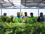Manfaatkan Rooftop untuk Kebun Sayur
