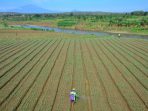 Pemkab Kulon Progo Kembangkan Delapan Kawasan Agri Bisnis