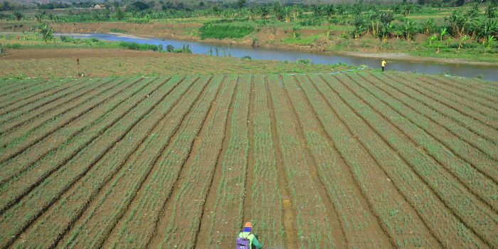 Petani menyemprot tanaman bawang