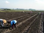 Dinas Pertanian Kulon Progo Himbau Petani Segera Isi e-RDKK