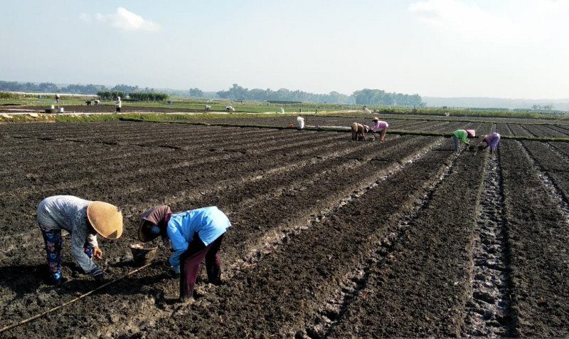 Rencana Definitif Kebutuhan Kelompok RDKK