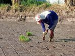 Tanam Padi Model Dam, Solusi Langkanya Tenaga Kerja