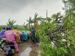 Angin Kencang, Banyak Pohon Tumbang di Demak
