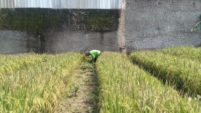 Bantuan Tersendat, Petani Terancam Rugi