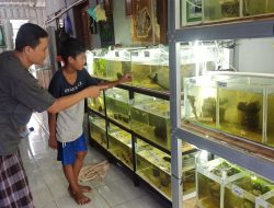 Budidaya Ikan Hias, Hobi Jadi Peluang Rezeki