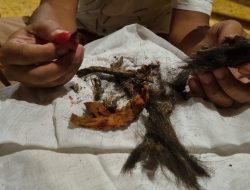Sempat Menggemparkan, Jenglot di Kudus Ternyata Gabus