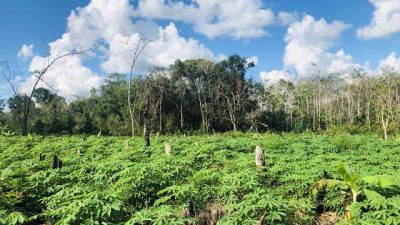 Ngeyel, Warga Tetap Tanam Singkong