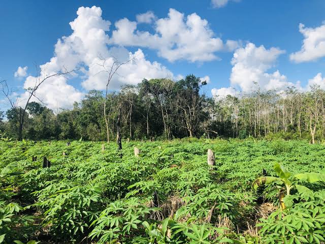 tanaman singkong
