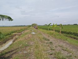 Recofusing Anggaran, Bantuan Pupuk untuk Petani di Pemalang Terancam
