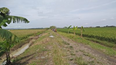 Recofusing Anggaran, Bantuan Pupuk untuk Petani di Pemalang Terancam