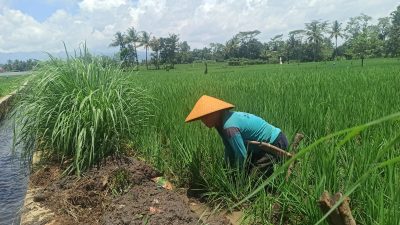 Harga Gabah Saat Panen Anjlok, Petani Pilih Jual ke Tengkulak