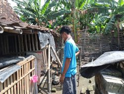 Wabah Aratan Sebabkan Ratusan Ayam Mati