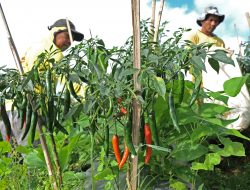 Nilai Tukar Petani Meningkat