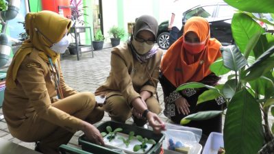 Pelatihan Hidroponik