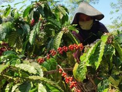 PT Perkebunan Nusantara IX Memberdayakan Masyarakat untuk Panen Kopi