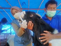 Pantau Lapak Hewan Kurban, Dispertan Kota Semarang belum Temukan Hewan tak Sehat