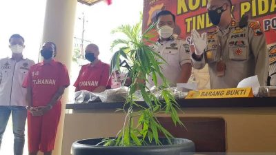 Diringkus, Pengedar: Iseng Tanam Ganja di Pot