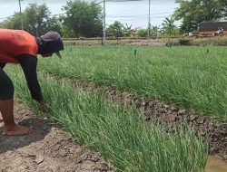 Harga Bawang Merah Anjlok di Musim Kemarau