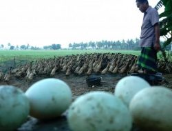 Pinsar: Presiden Minta Harga Pakan Jagung Rp 4.500