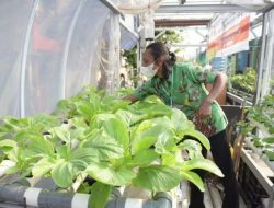 Pemerintah Mendorong Urban Farming Menjadi Kawasan Agrowisata