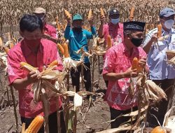 Produksi Jagung di Kabupaten Semarang Diprediksi Melimpah