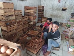 Harga Telur di Pemalang Berangsur Membaik