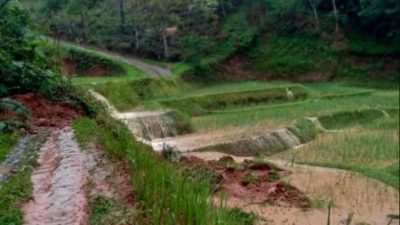 Puluhan Hektare Sawah di Cianjur Terendam Banjir