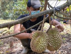 Rintis Durian Unggulan, Hariyanto Ingin Desanya Kembali Menjadi Sentra Penghasil Durian Terbaik