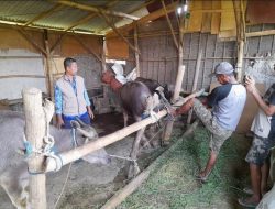 Permintaan Daging Meningkat, Warga Semakin Antusias Jadi Peternak