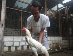Ternak Ayam Ekor Lidi, Untung Melimpah