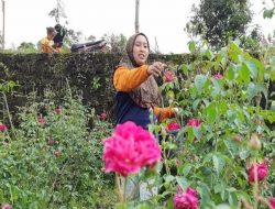 Jelang Ramadan, Harga Bunga Tabur Turun