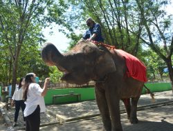 Pengunjung Semarang Zoo Naik 10 Persen