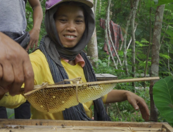 Madu Lokal Magelang Rambah Swiss dan Belanda