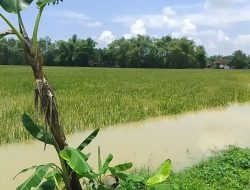 Ratusan Hektare Sawah di Pati Terendam Banjir