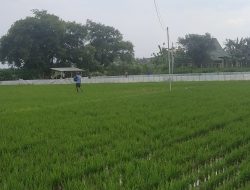 Jatah Asuransi Usaha Tani Bertambah