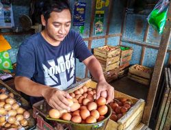 Setelah Cabai dan Ayam, Harga Telur juga Ikut Naik