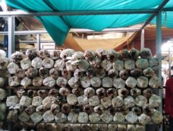 Raup Puluhan Juta dari Budidaya Jamur Tiram