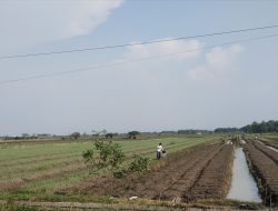 Gudang Bawang Sementara, Baru Tahap Pemantauan