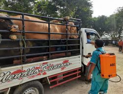 Cegah PMK, Pasar Hewan Margorejo Disemprot Disinfektan