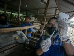 Jateng Dapat 75.500 Dosis Tambahan Vaksin PMK