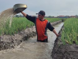 Kemarau Basah, Hasil Pertanian Menurun
